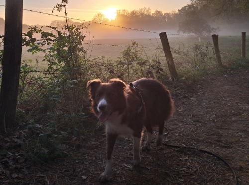 Ochtend zon Ochtend zon