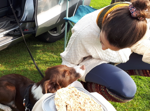 Vertrouwen hond