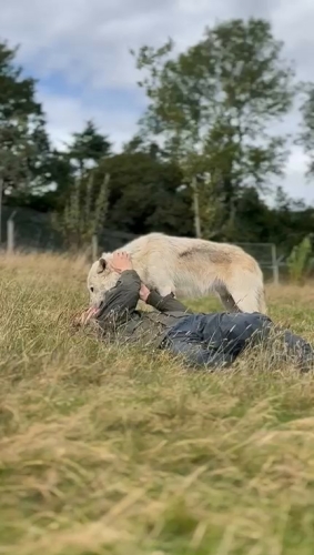 Wolf kiss Wolf kiss