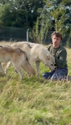 Wolfwiseee Wolfwiseee