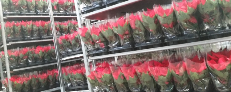Euphorbia poinsettia или Рождественная звезда все более популярна
