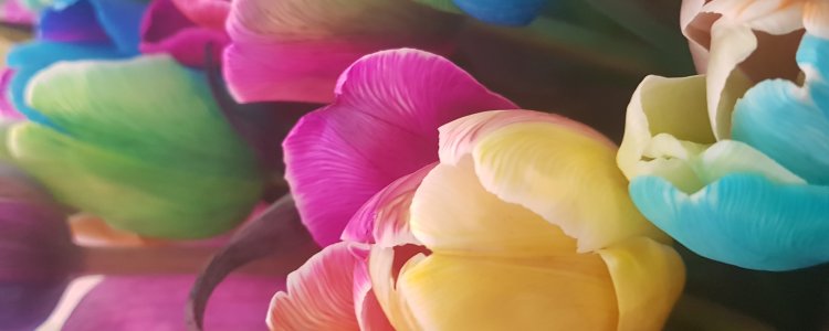 Крашеный цветок в 21 веке. Новые краски - идеи для фантазии флористов