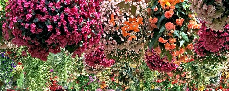 Висячий сад в городе  Orchideeën Hoeve (Голландия)