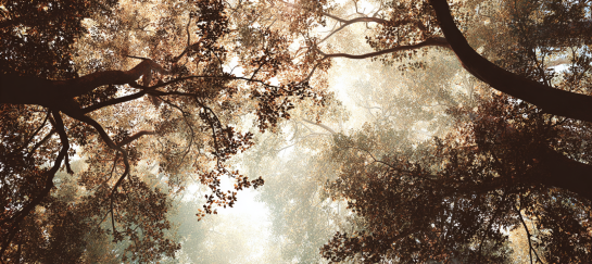 Boomtakken en bladeren gezien van onderaf, symbool voor verbinding met natuur en jezelf Boomtakken en bladeren van onderaf gezien tegen de lucht