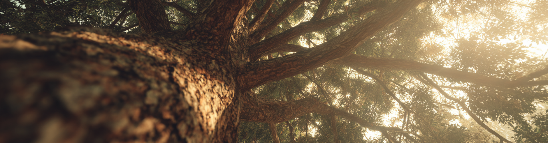 Energetisch werk – werken met energie in zachtheid en afstemming Zonlicht door bomen dat rust, energie en natuurlijke balans uitstraalt.