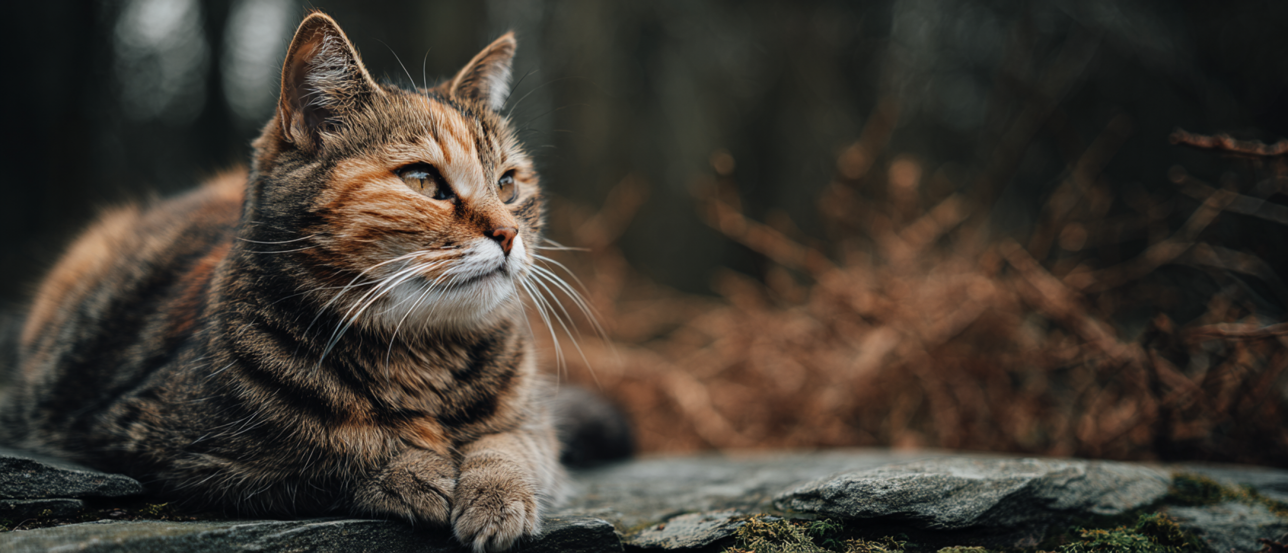 Kat die volledig ontspannen is in zichzelf