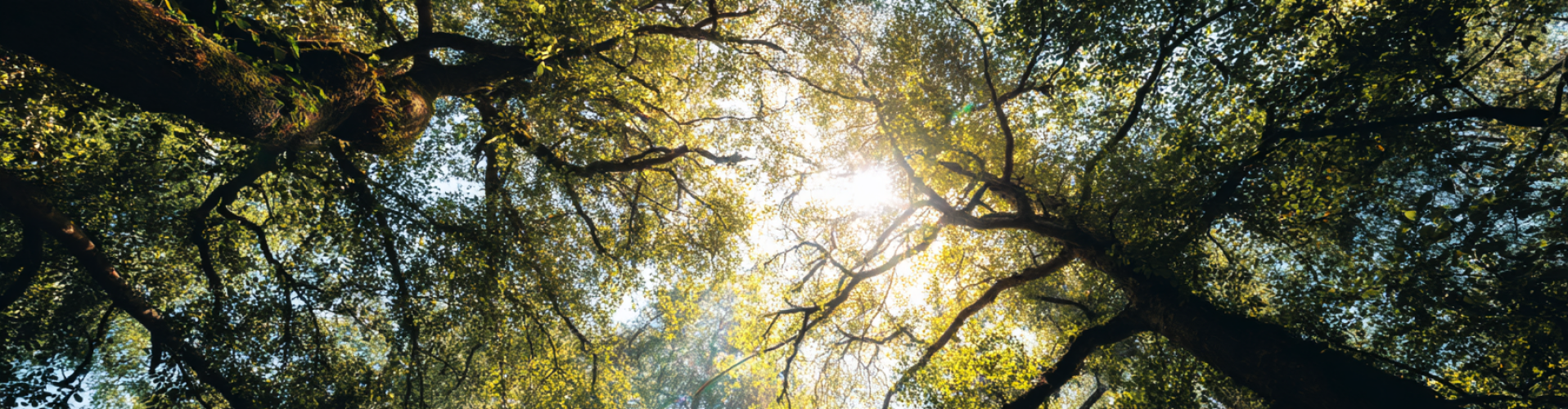 Bomen in het bos met zacht licht tussen de takken