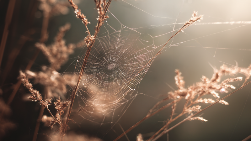 Een gedetailleerd spinnenweb met dauwdruppels die in het ochtendlicht glinsteren. Als symbool voor de melkproductie in de borst.