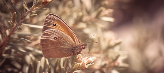 Thuiskomen in jezelf Vlinder als symbool voor zakken in je lichaam en innerlijke rust