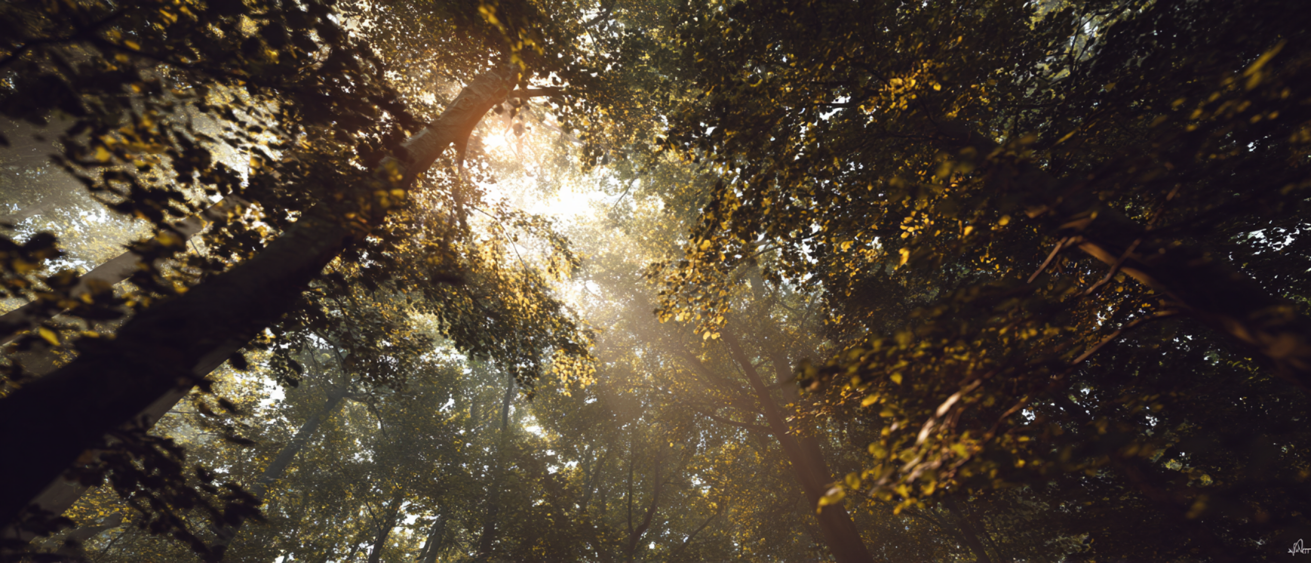 Wat is natuurgeneeskunde – natuurlijke balans en herstel | Sacred Life