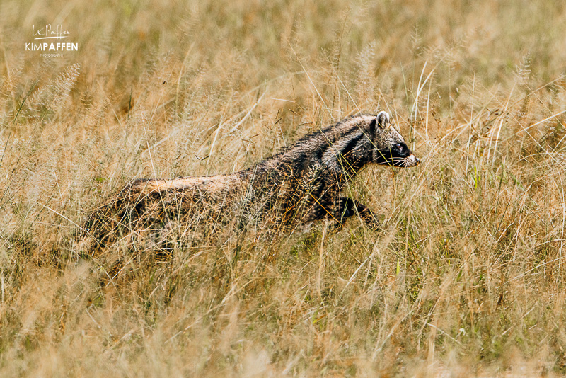 African Civet in de Beho Beho regio van Nyerere National Park Tanzania