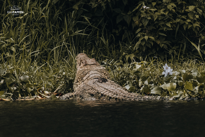 Baby Krokodil op rug van volwassen Krokodil in Nijl Rivier Murchison Falls