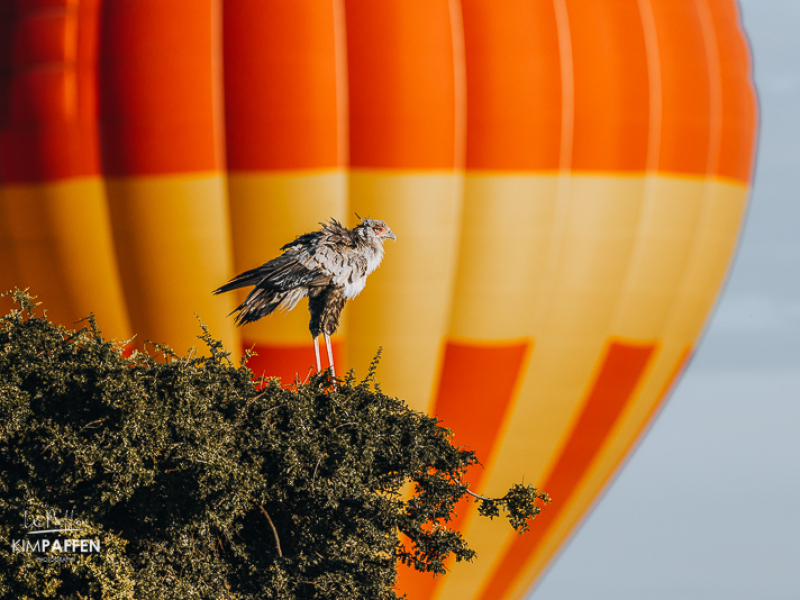 Secretarisvogel voor luchtballon tijdens de ballonsafari in de Masai Mara Kenia