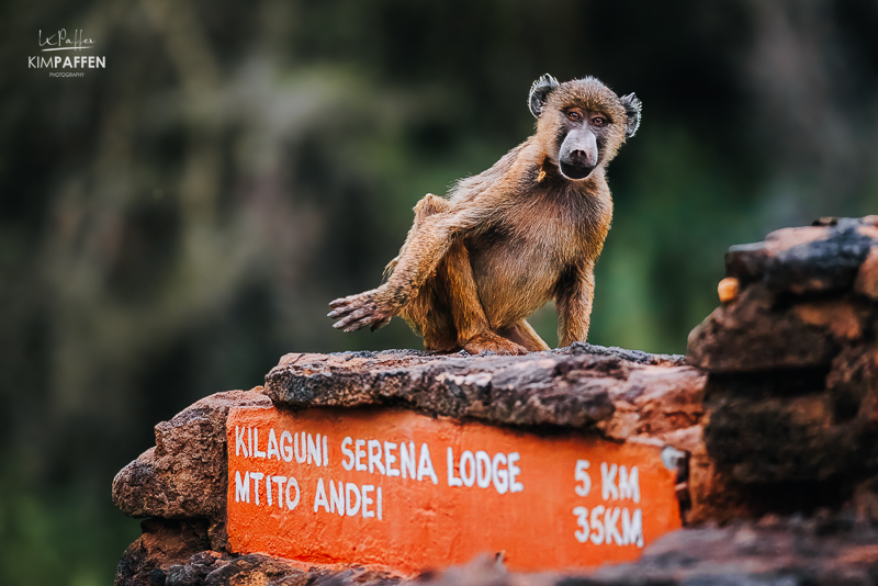 Baviaan bij het bord van Kilaguni Serena Lodge in Tsavo West Kenia Baviaan zittend op het naambord van Kilaguni Serena Lodge in Tsavo West National Park in Kenia