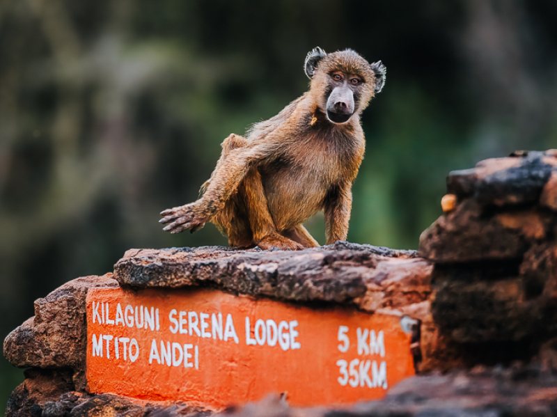 Baviaan zittend op het naambord van Kilaguni Serena Lodge in Tsavo West National Park in Kenia