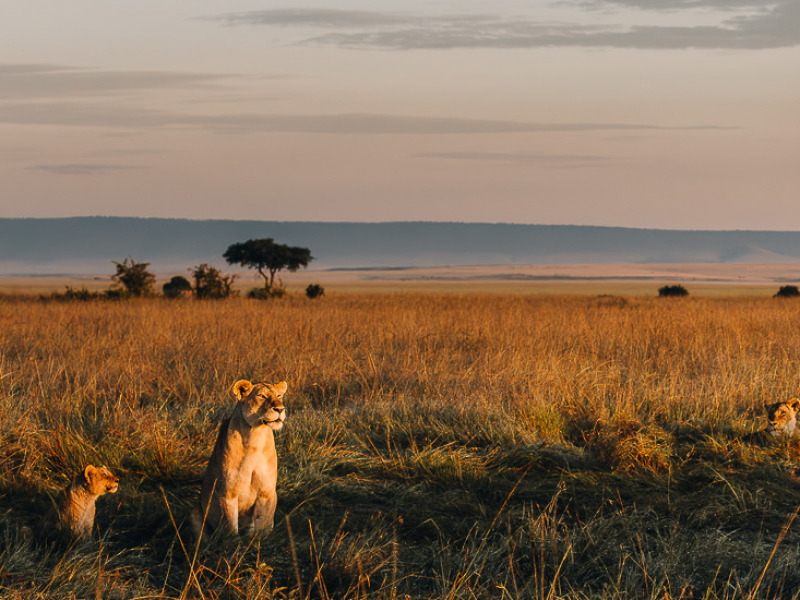 Beste safari lodges in Kenia, bijzondere plekken om te verblijven van mid-range tot luxe