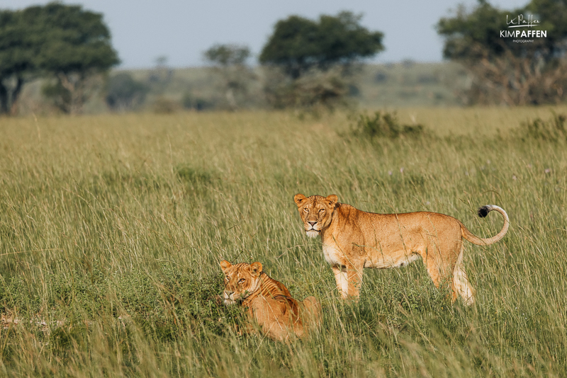 Leeuwen op Big Five safari in Oeganda