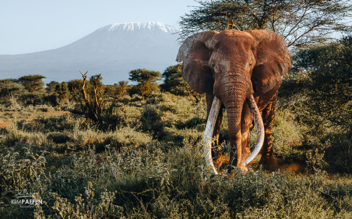 Big Tusker Craig voor de Kilimanjaro in Amboseli Kenia De beroemde Big Tusker olifant Craig lopend voor de Kilimanjaro in Amboseli National Park in Kenia