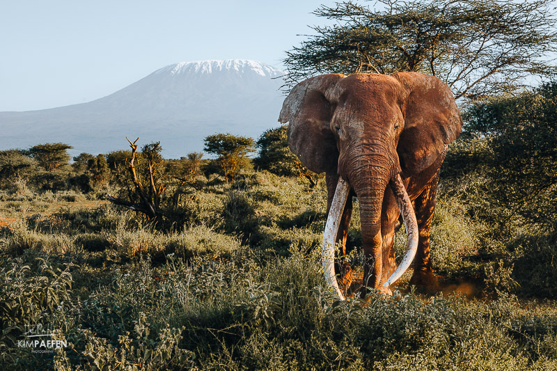 De beroemde Big Tusker olifant Craig lopend voor de Kilimanjaro in Amboseli National Park in Kenia
