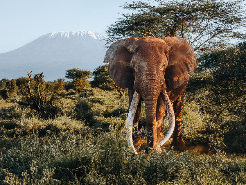 De beroemde Big Tusker olifant Craig lopend voor de Kilimanjaro in Amboseli National Park in Kenia