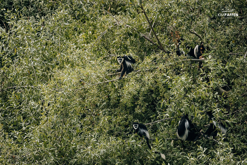Zwart-witte Colobus apen spotten vanuit Lake Albert Safari Lodge in Kabwoya Oeganda