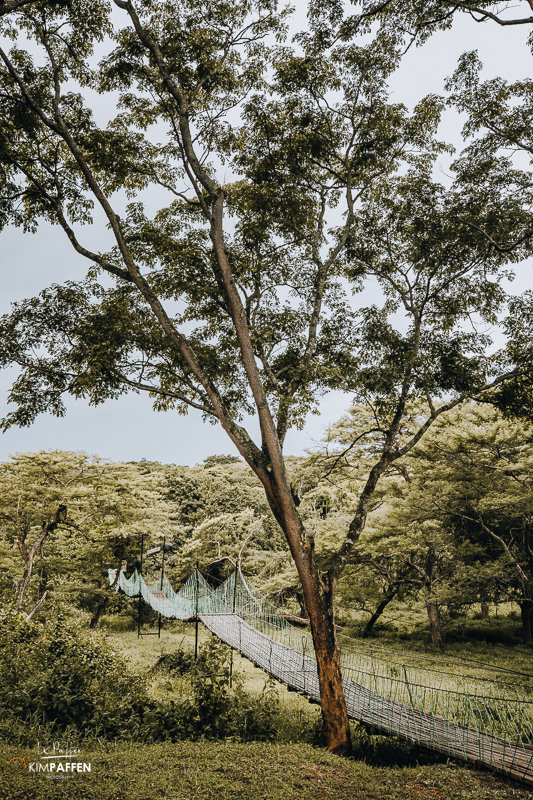 Het boomkroonpad in Murchison Falls National Park, met het pad duidelijk zichtbaar en het weelderige bos op de achtergrond