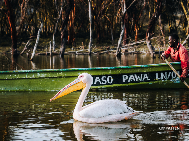 Pelikaan op meer in Lake Naivasha tijdens bootsafari