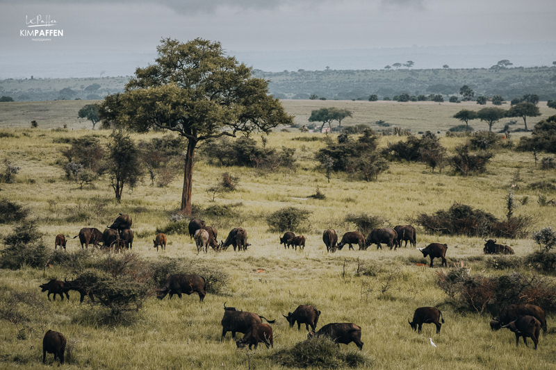 Uitzicht op Murchison Falls National Park met een kudde buffels grazen in de uitgestrekte savanne