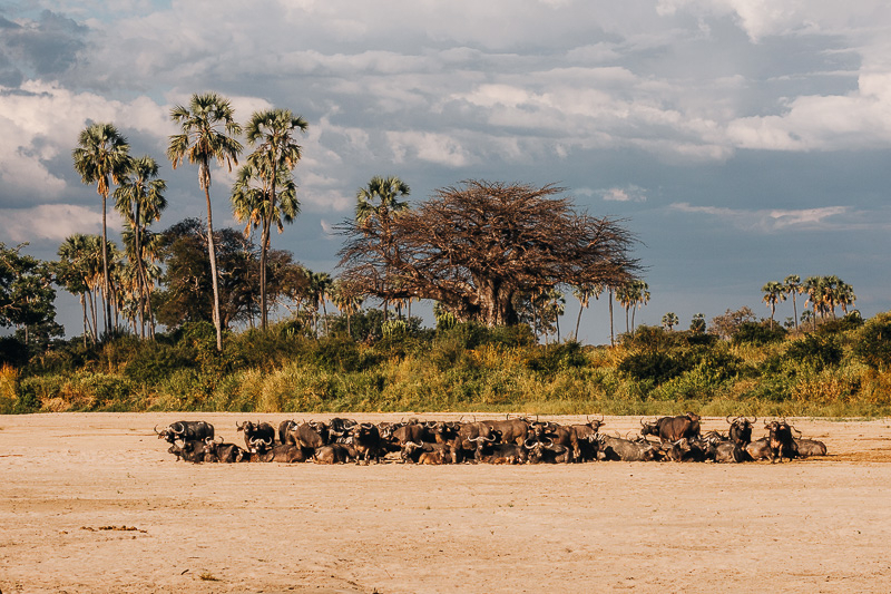 Buffelkudde in het rivierbed van de Sand River, Ruaha National Park, Zuid-Tanzania Grote kudde buffels in het rivierbed van de Sand River in Ruaha National Park Zuid-Tanzania, met palmen en baobabs in het landschap op de achtergrond
