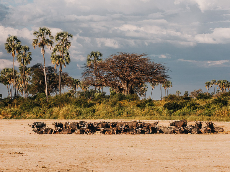 Buffelkudde in het rivierbed van de Sand River, Ruaha National Park Grote kudde buffels in het rivierbed van de Sand River in Ruaha National Park, met palmen en baobabs in het landschap op de achtergrond