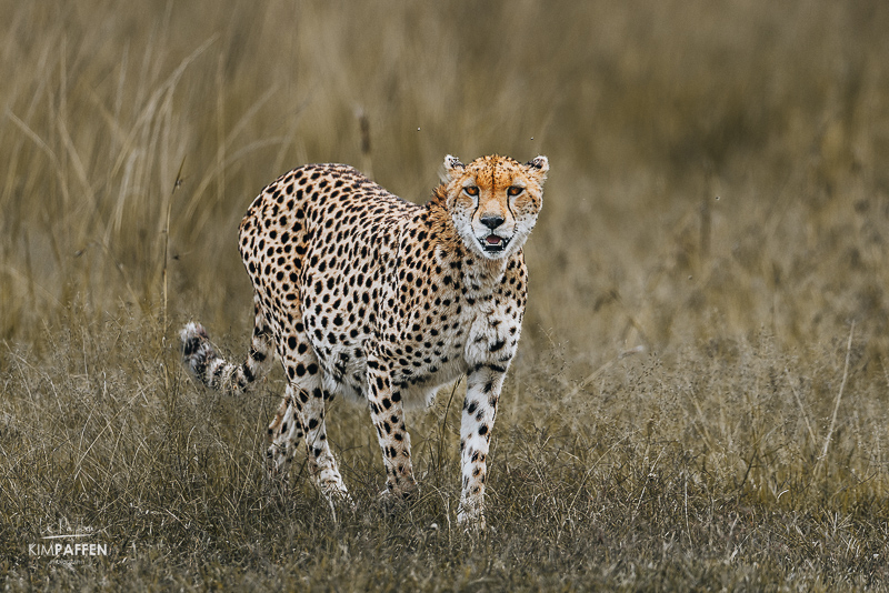 Cheetah gespot tijdens een Masai Mara safari in Kenia Cheetah Nashipae op de savanne tijdens een safari in de Masai Mara in Kenia