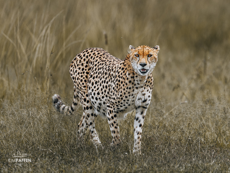 Cheetah Nashipae op de savanne tijdens een safari in de Masai Mara in Kenia