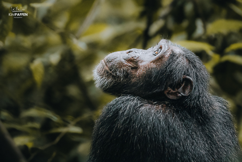 Close up van een chimpansee die dromerig omhoog kijkt tijdens de trekking in Budongo Forest Oeganda