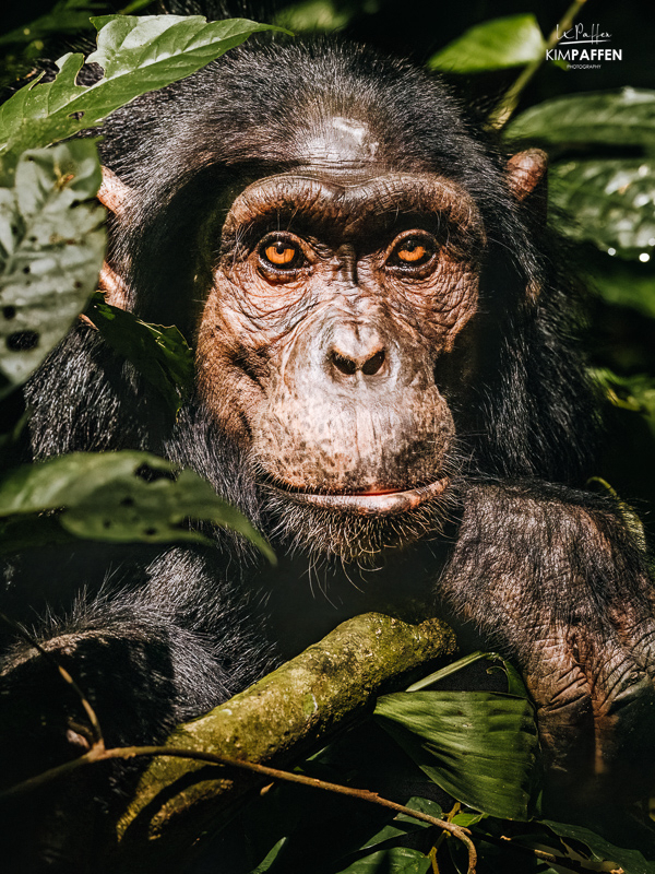 Chimpansee in Kibale Forest National Park tijdens chimpansee trekking in Oeganda