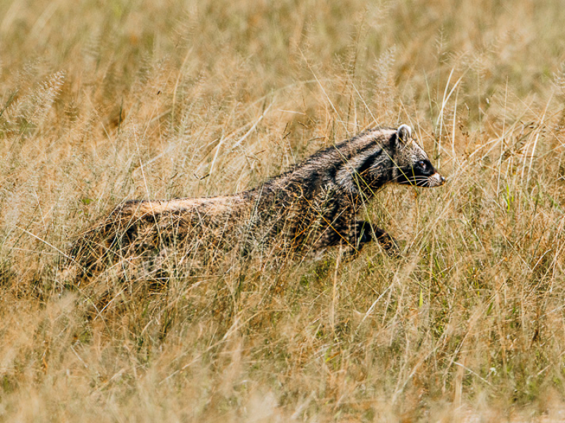 Civet bij daglicht in het Beho Beho gebied, Nyerere National Park Zeldzame waarneming van een civet bij daglicht in het Beho Beho gebied van Nyerere National Park, Zuid-Tanzania