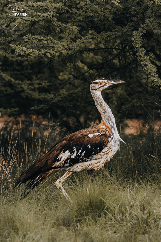 Murchison Falls Oeganda is een vogelparadijs waar je onder andere deze Denhams Trap of Neotis Denhami kunt spotten op safari