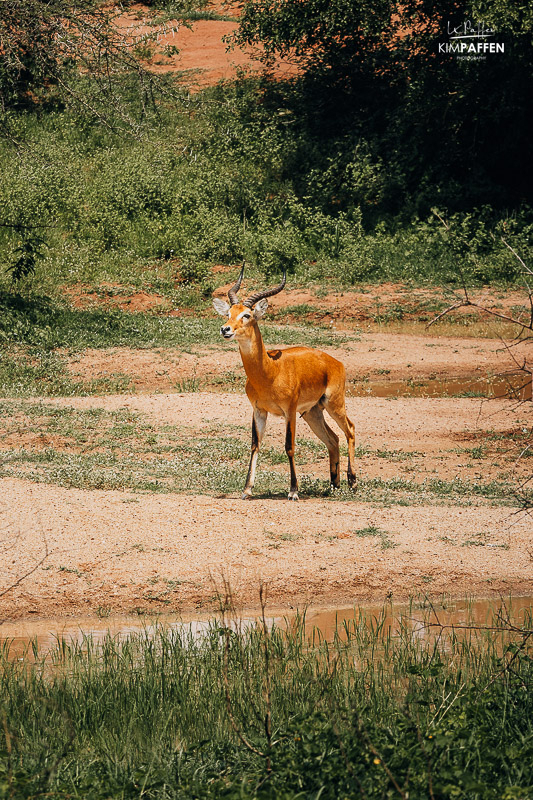 Antilopen in Kabwoya Wildlife Reserve Oeganda
