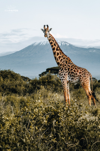 Giraffe staand op de savanne met de Kilimanjaro op de achtergrond in Amboseli National Park in Kenia