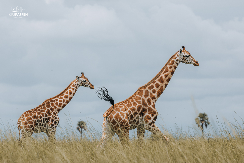 Twee giraffen in Murchison Falls National Park rennend door het gras, vastgelegd vanaf een laag perspectief met gras op de voorgrond