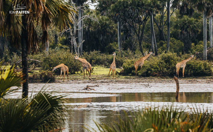 Giraffen nabij Lake Manze in riverine vegetation Nyerere National Park Tanzania