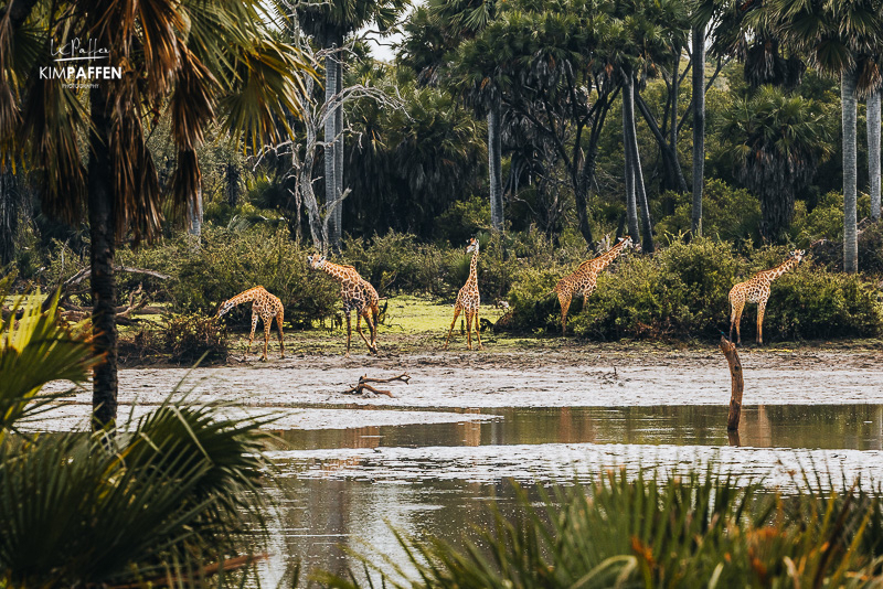 Giraffen nabij Lake Manze in riverine vegetation Nyerere National Park Tanzania