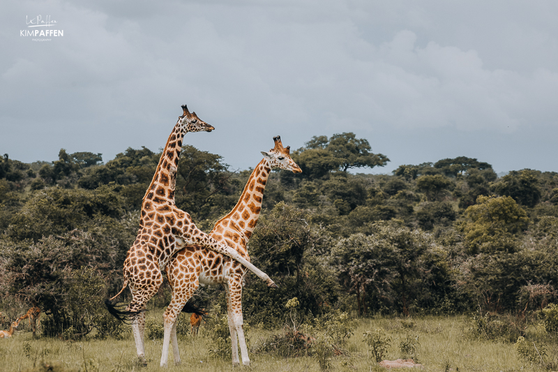 Giraffen op elkaar in Murchison Falls National Park