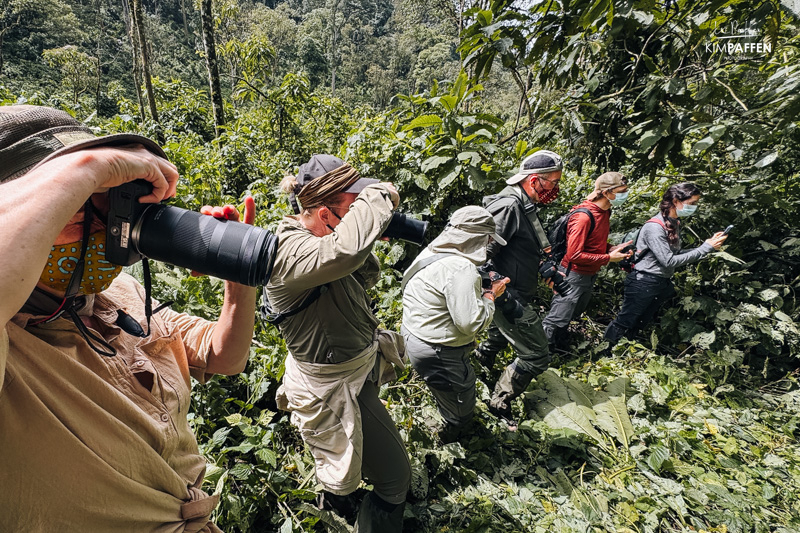 Gorilla fotografie in Bwindi Wildlife fotografie in het donkere regenwoud van Bwindi