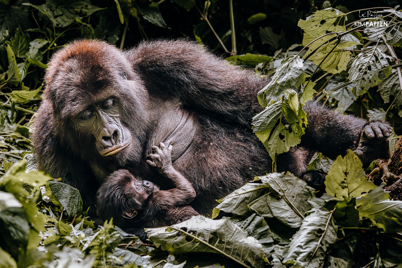 Berggorilla met baby gorilla in Bwindi Impenetrable Forest tijdens gorilla trekking in Oeganda