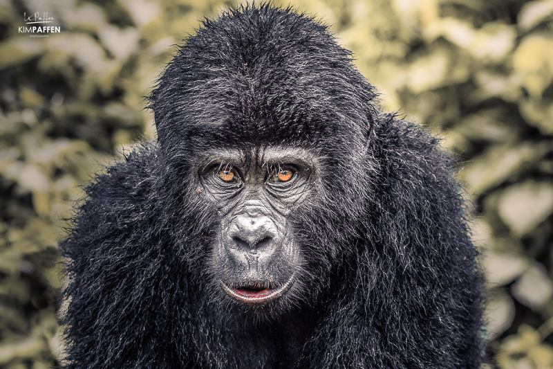 Close up van een gorilla in zijn natuurlijke habitat in Oeganda, met gedetailleerde kenmerken van het gezicht