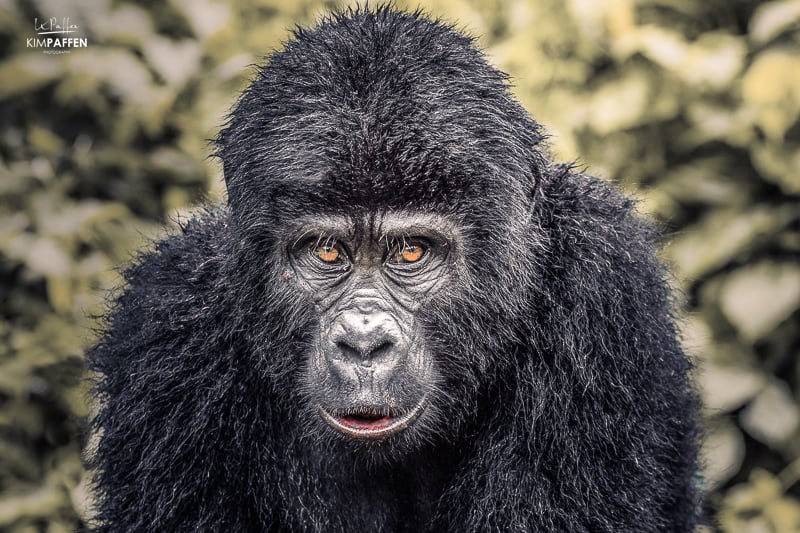 Close up van een gorilla in zijn natuurlijke habitat in Oeganda, met gedetailleerde kenmerken van het gezicht