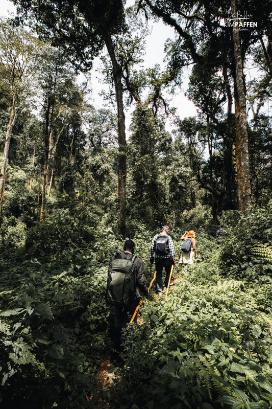 Gorilla trekking door het dichtbeboste Bwindi National Park in Oeganda
