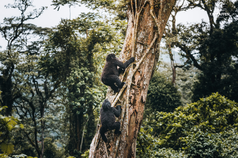 Twee gorillas klimmen in een boom tijdens Gorilla trekking in Oeganda