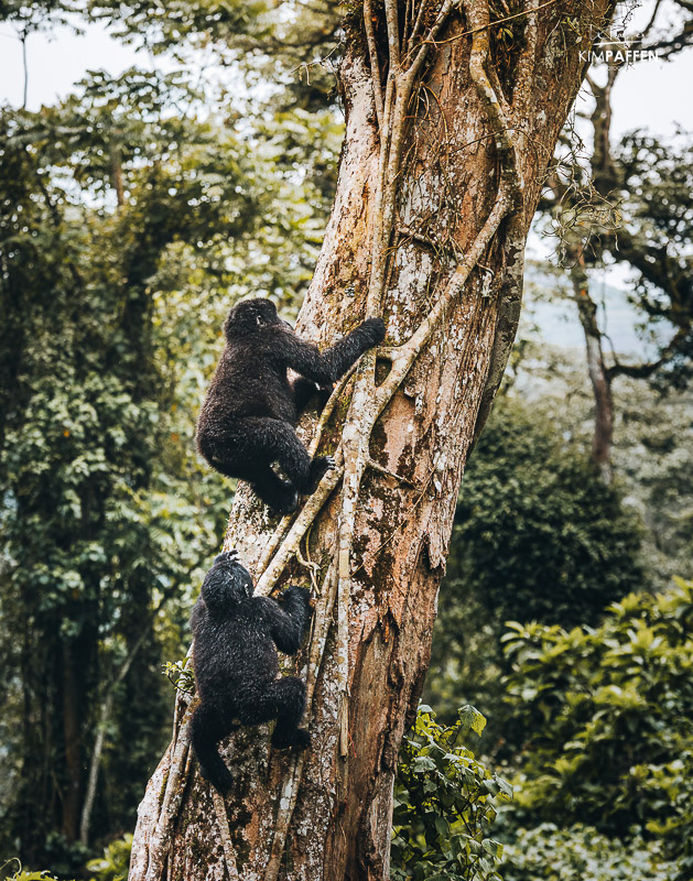 Gorillas klimmen in boom in Bwindi Impenetrable Forest National Park Uganda