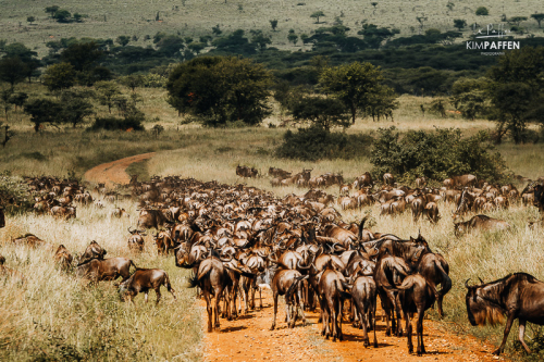 Great Migration in Tanzania Great Migration in Tanzania: wildebeesten tijdens de trek